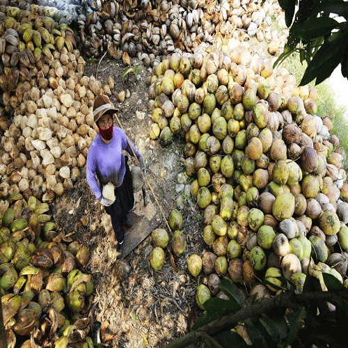 a-woman-collecting-coconuts20210924111700